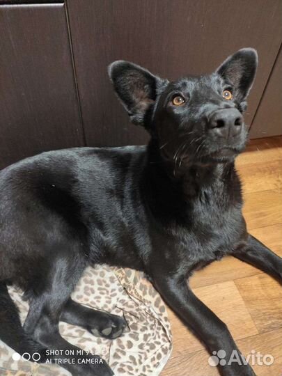 Собака в добрые руки отдам бесплатно