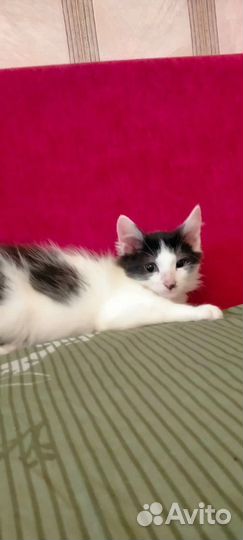 Котята 2,5 мес