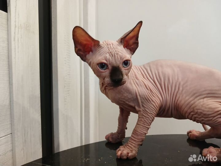 Котята сфинкс эльф