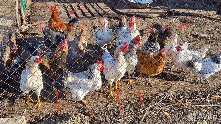 Молодые петухи