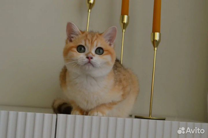 Зеленоглазый красавчик