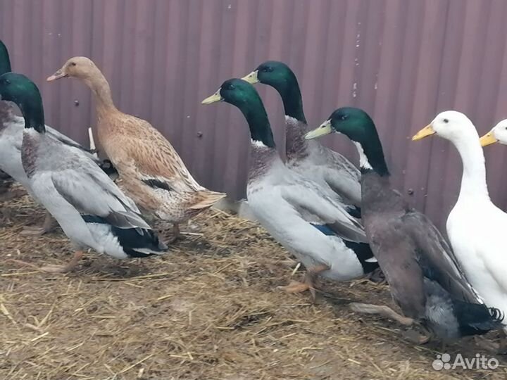 Утки Индийский бегунок