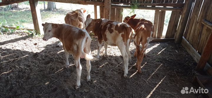Продаются телята