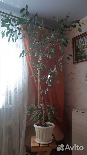 Фикус бенджамина