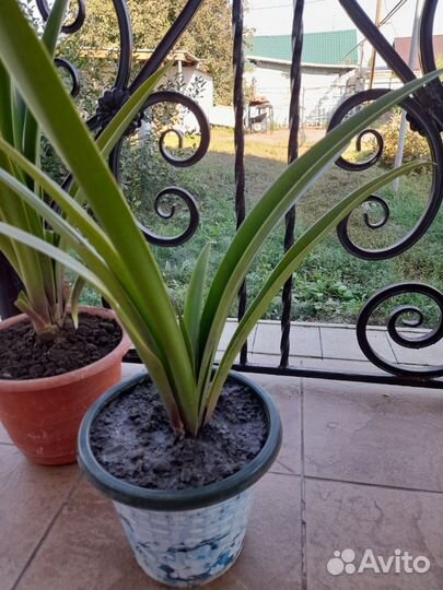 Гиппиаструм