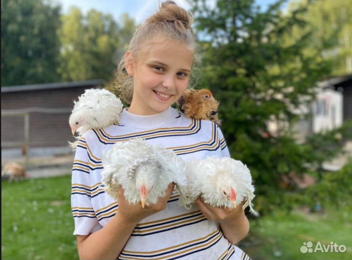 Кохинхины карликовые,Серама,Шамо,Бантам Ява