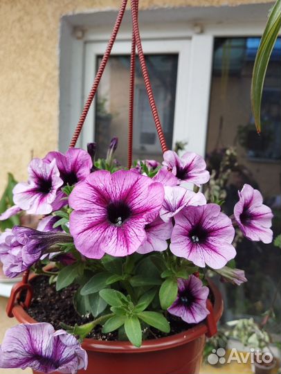 Растения цветы для сада