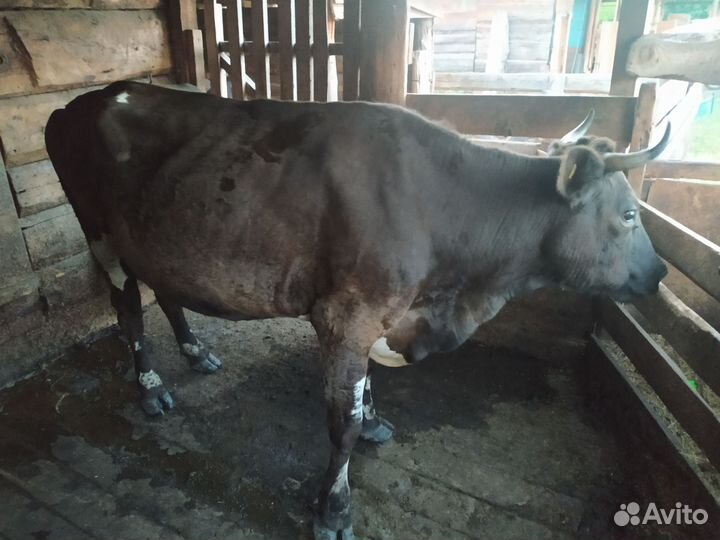 Корова стельная дойная