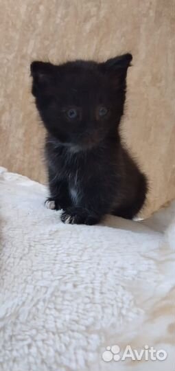 Котята в добрые руки даром