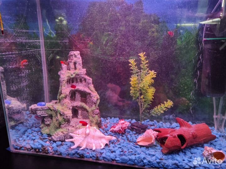 Аквариума