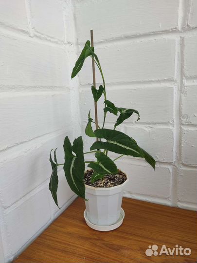 Сингониумы