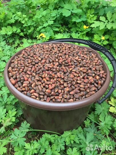 Свежий кедровый орех 2023/24 калиброванный