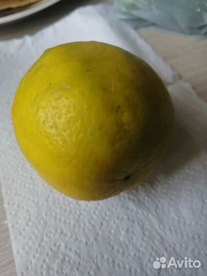 Саженцы лимона