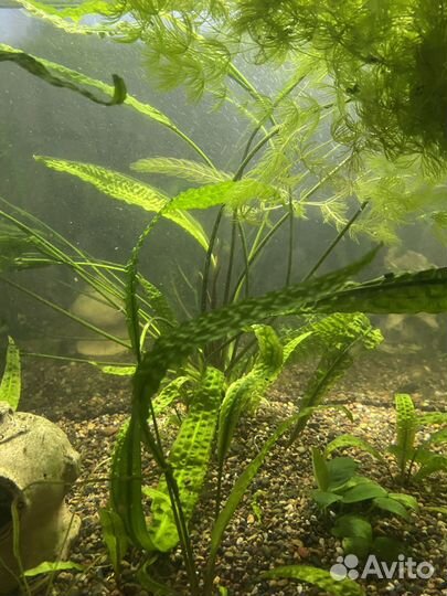 Криптокарина