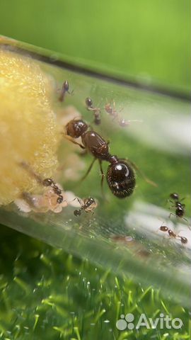 Экзотические муравьи объявление продам