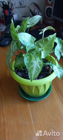 Аукуба,гибискус,сингониум,шефлера,бегония