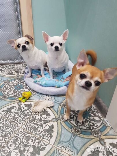 Клетка для кошек и собак