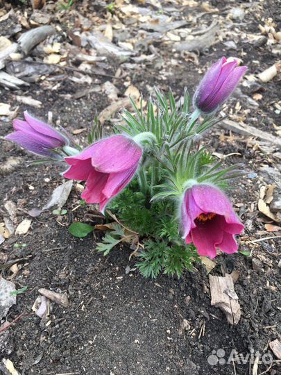 Семена прострела