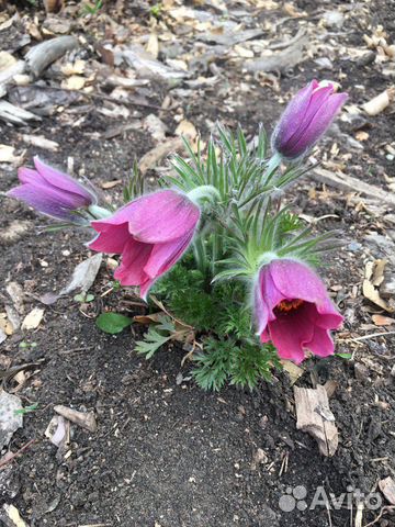 Семена прострела