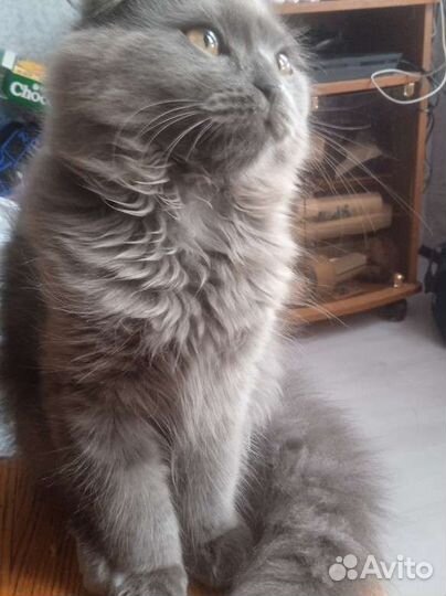 Британская вислоухая кошка