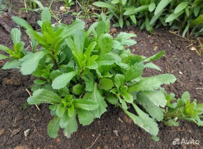 Ромашка в наличии