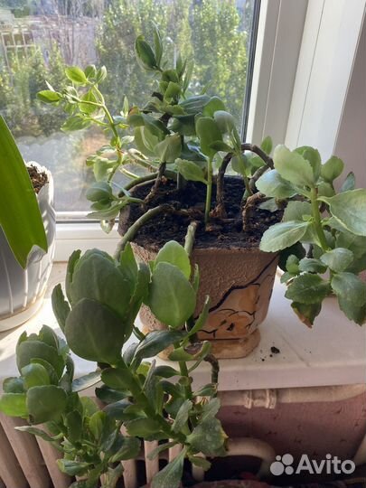 Комнатные цветы