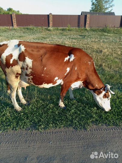 Продам коров