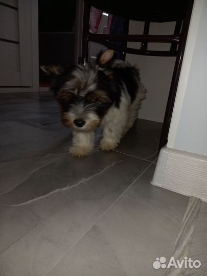 Продам щенка (бивер)