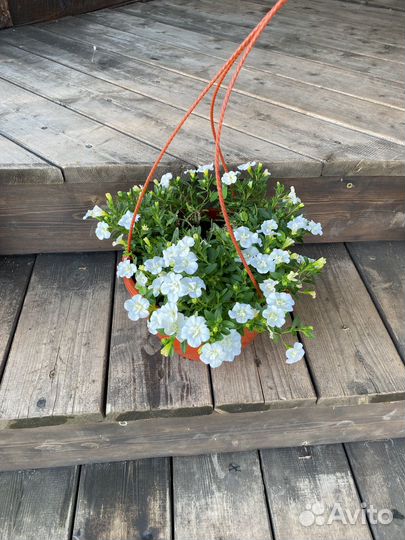 Калибрахоа в кашпо (вегетативная)