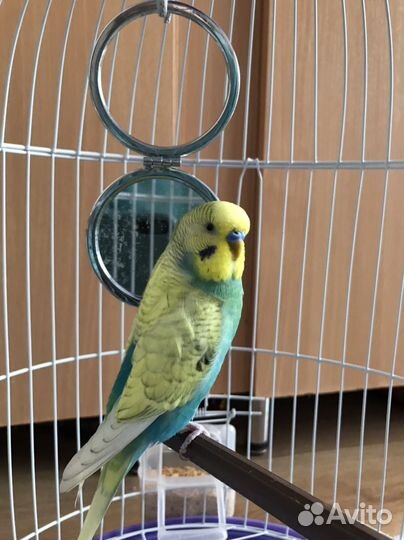 Попугай волнистый