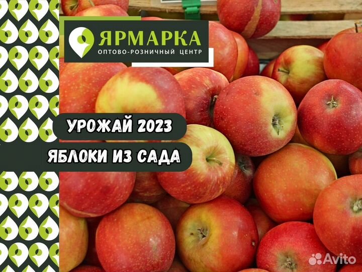 Яблоки урожай 2023
