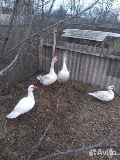 Утки гуси