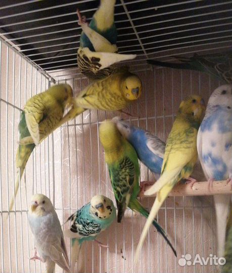 Волнистый попугай