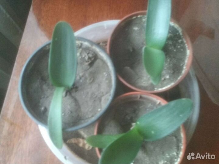 Гемантус, сансиеверия