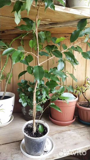 Бенгальская ароматная роза и фикусы разных видов