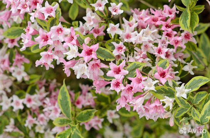 Вейгела Нана варигата