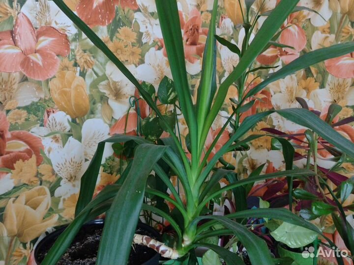 Пальма юкка