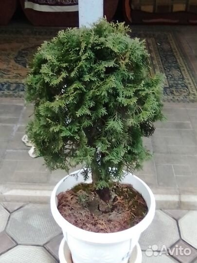 Туи на штамбе, сосны