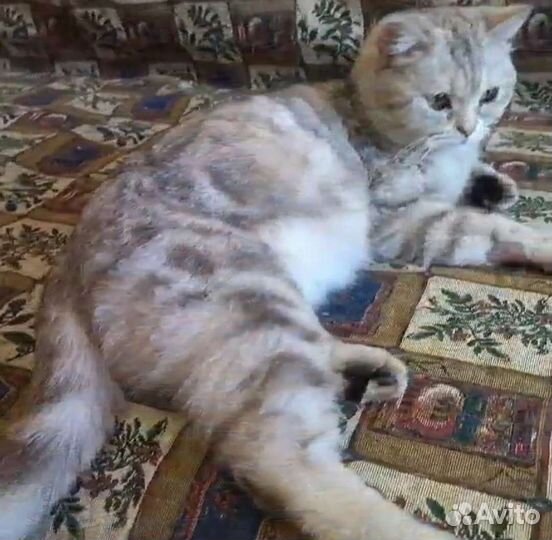 Британская кошечка