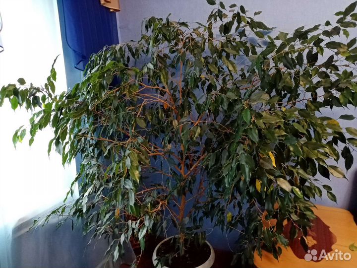 Фикус бенджамина большой