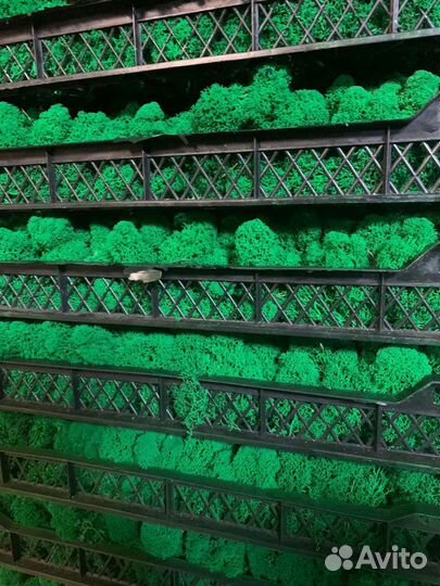 Стабилизированный мох от производителя