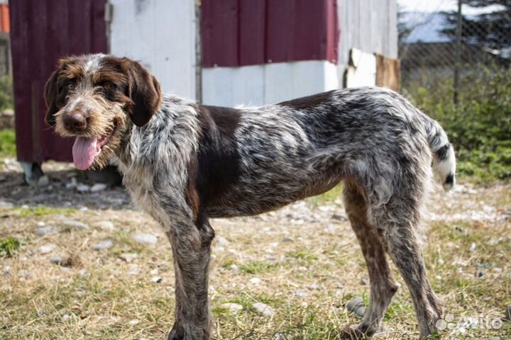 Собака дратхаар