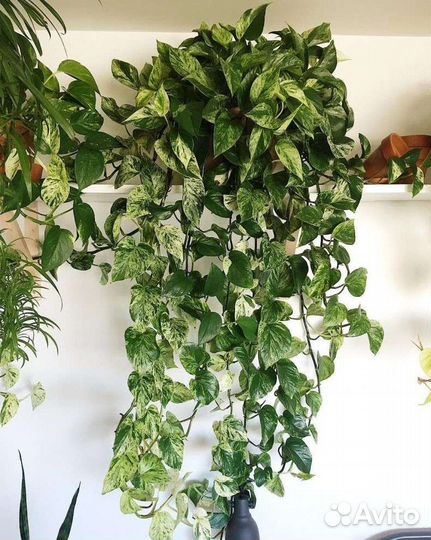 Сортовой Эпипремнум (сциндапсус ауреум)