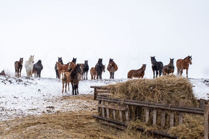 Действующая животноводческая ферма 1020.1 м²