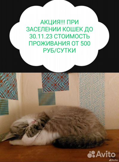 Зоогостиница/догситтер/передержка животных