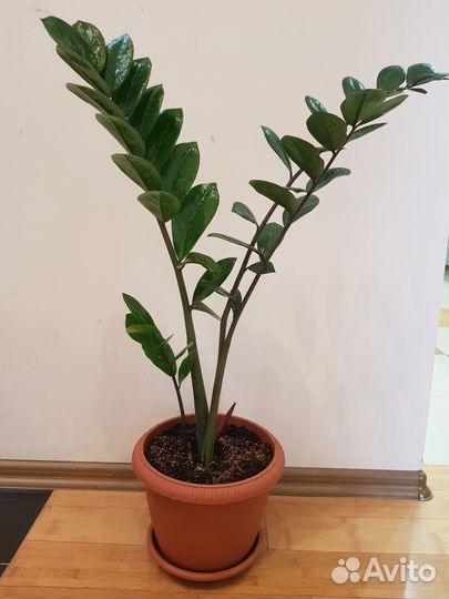 Комнатные растения цветы