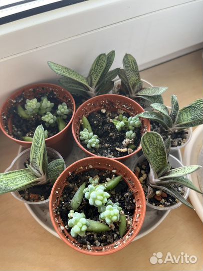 Гастерия очиток