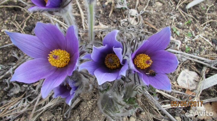 С О Н -Т Р А В А