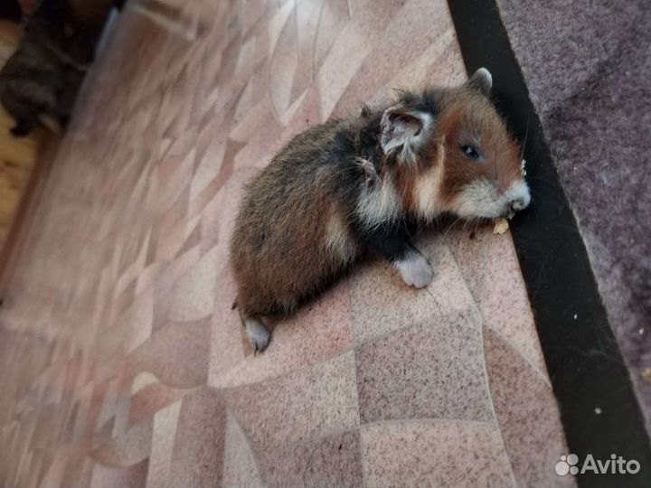 Кошка в дар бесплатно