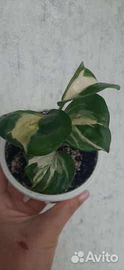 Сциндапсус